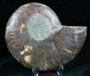 Cut and Polished Ammonite (Half) #7335-1